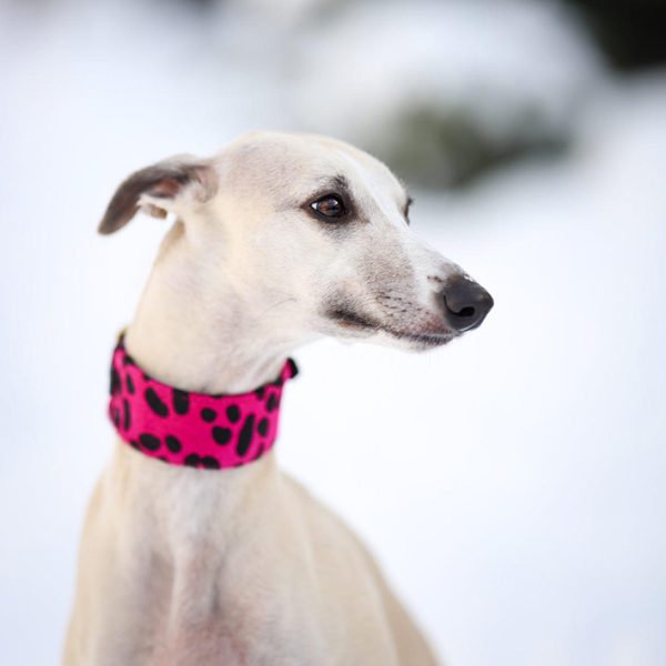 HOT PINK PANTHER greyhound collar