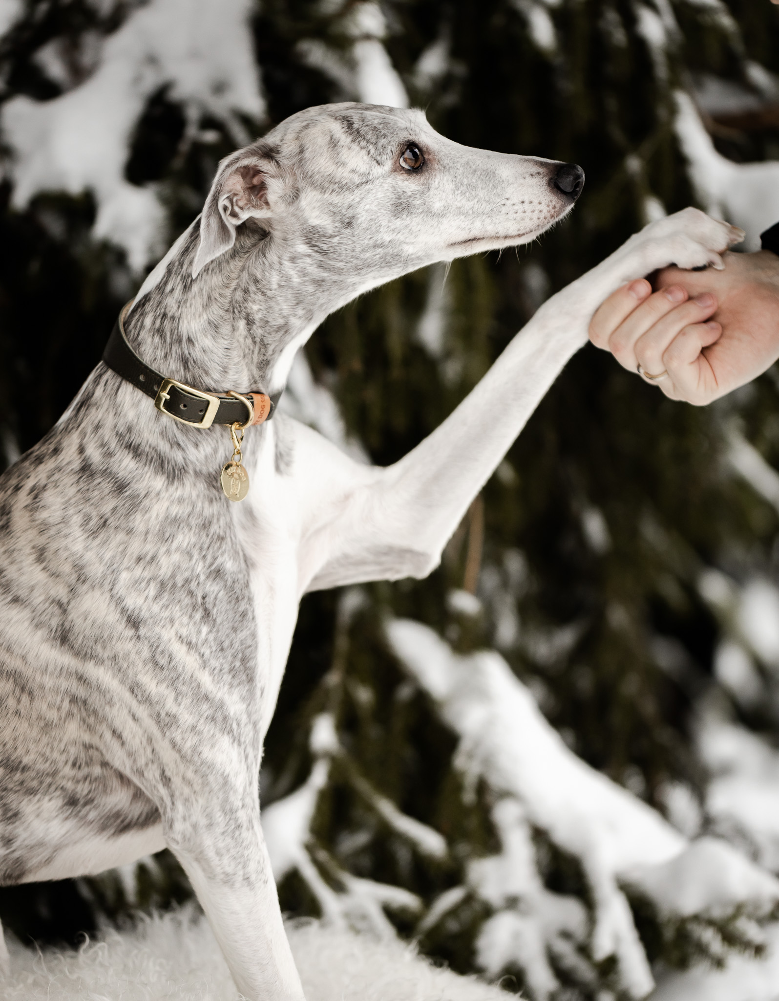 Jak zadbać o charta w zimie