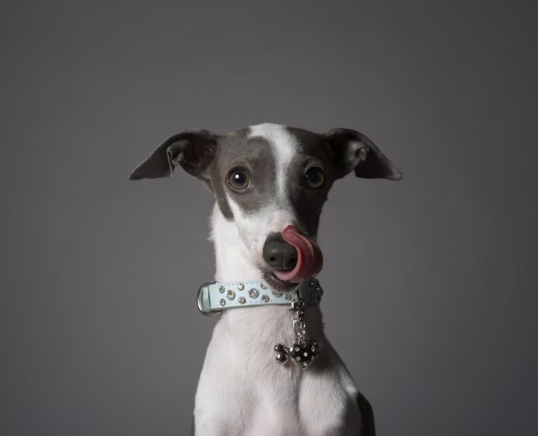 Jak dopasować skórzaną obrożę do rozmiaru szyi psa