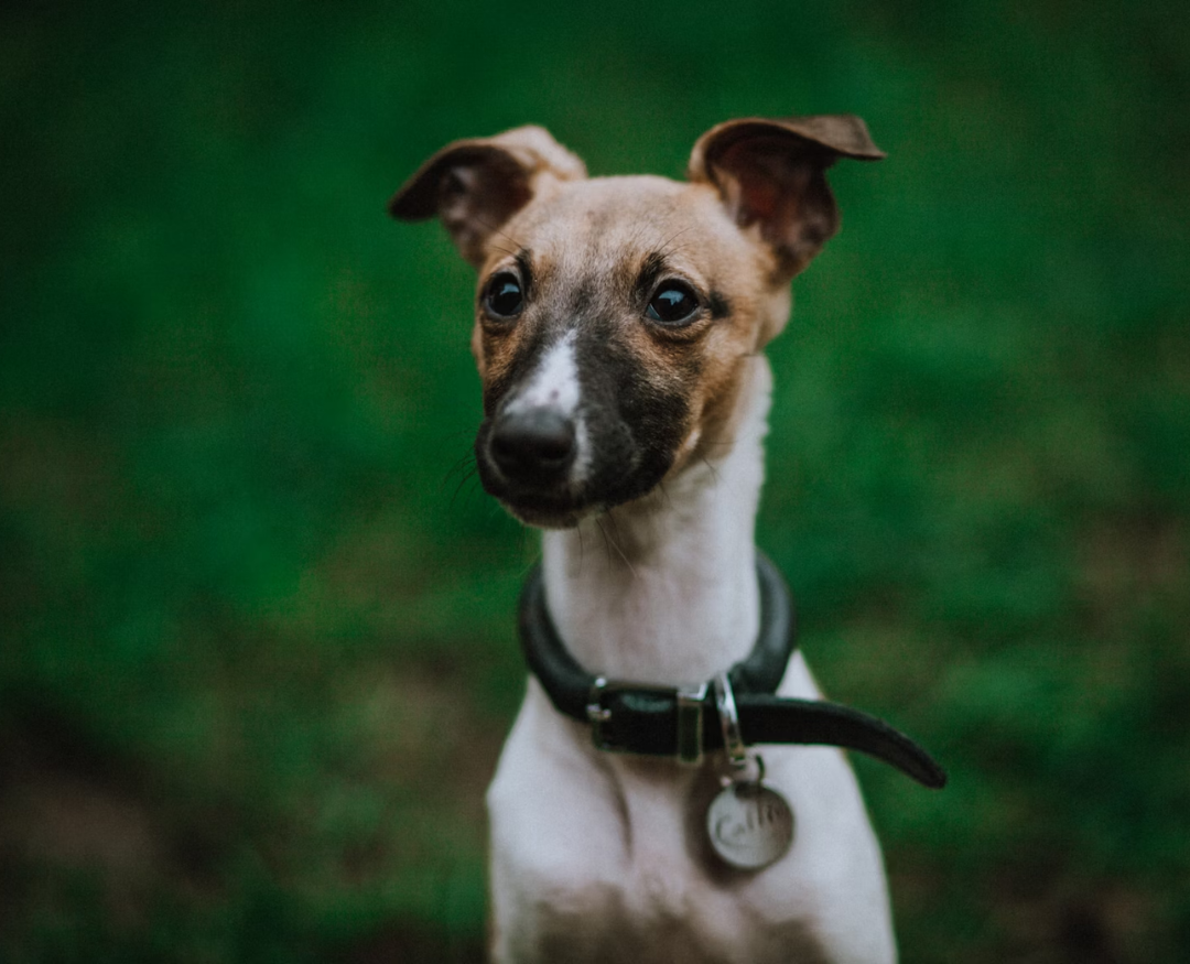 Małe charciki Whippet