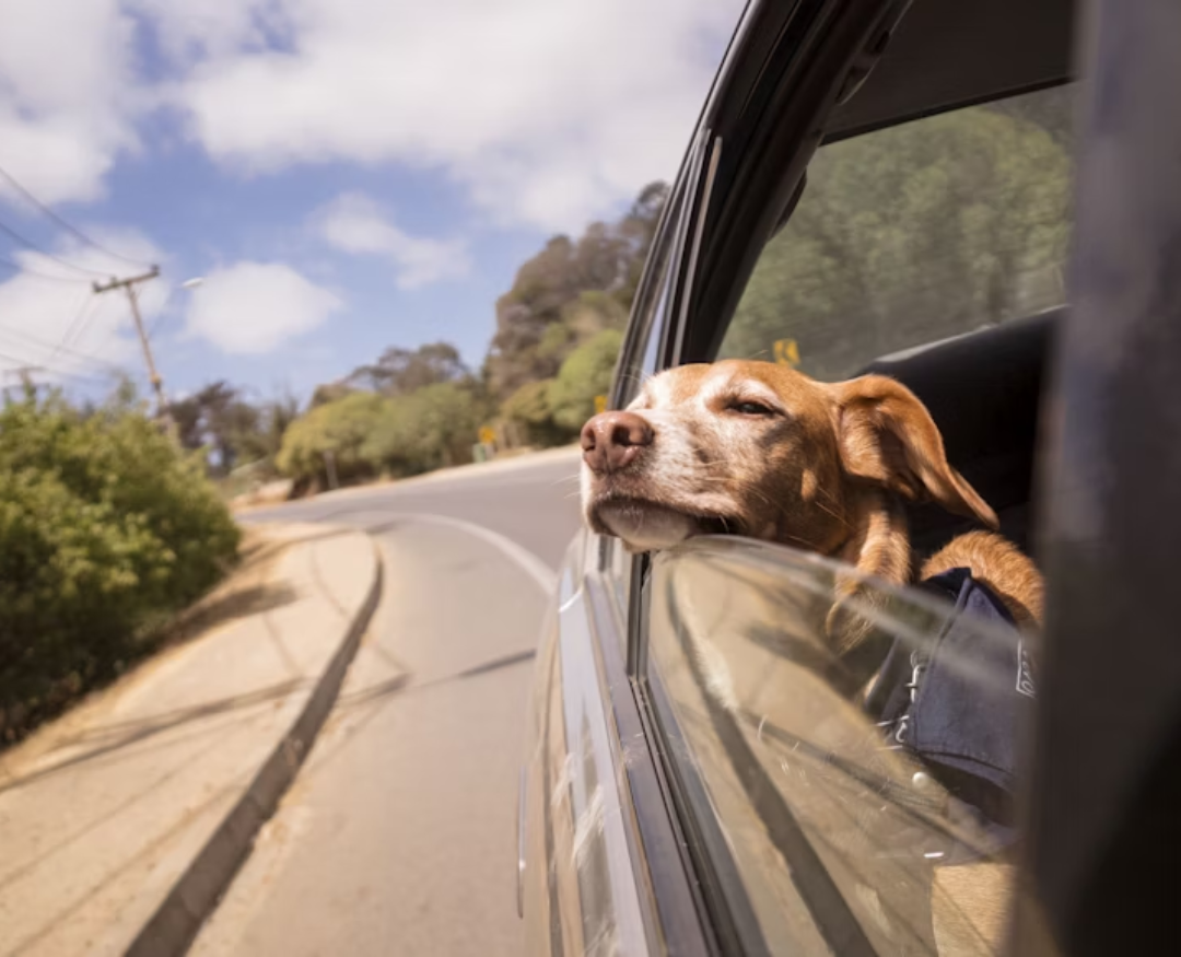 Podróż psa samochodem