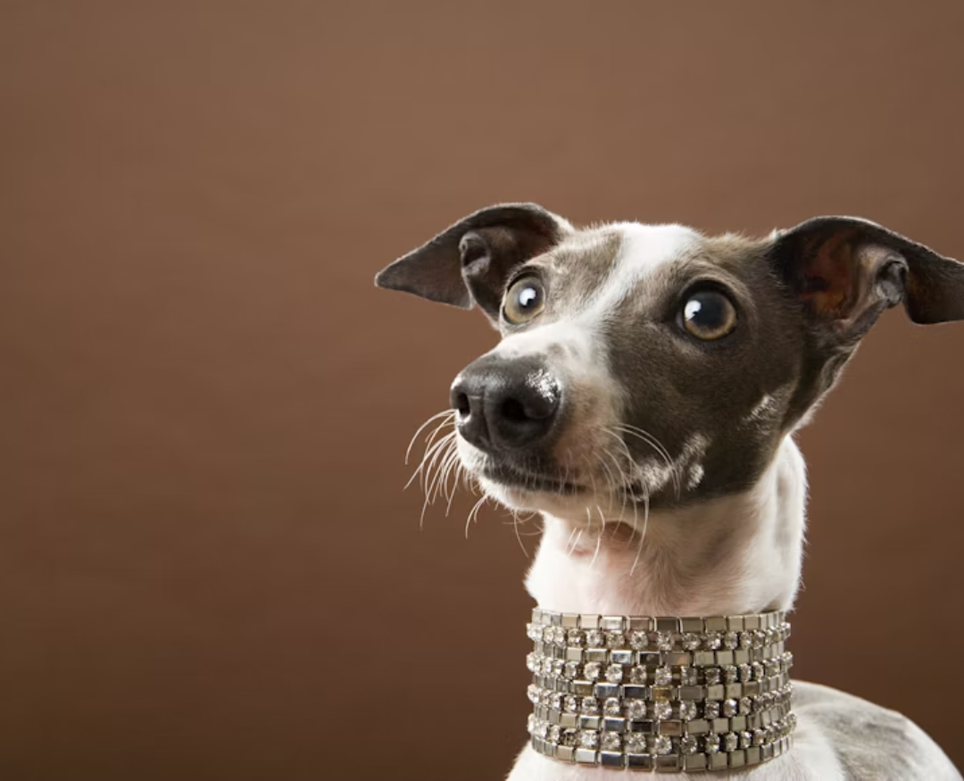 Skórzane obroże dla psów – elegancja i funkcjonalność w jednym