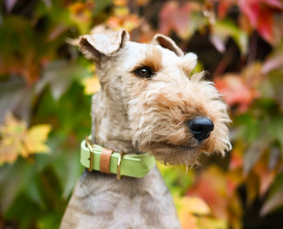 Top 5 modeli skórzanych obroży dla psów aktywnych i sportowych - ranking 2025