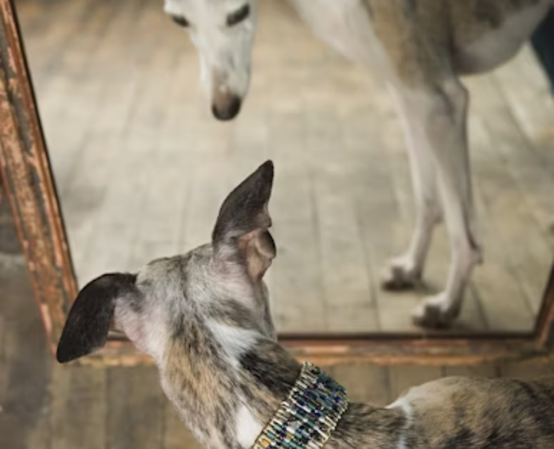 chart włoski - obroża