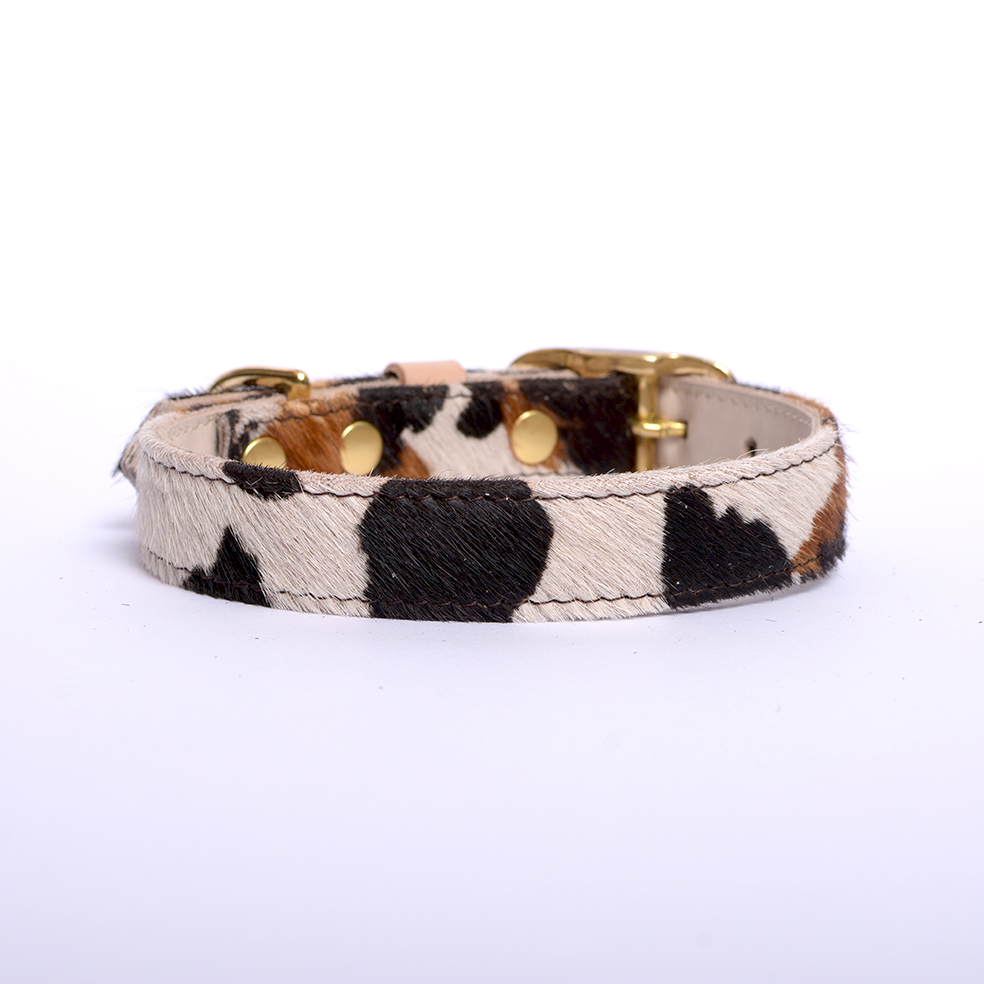 cow print classic collar 3